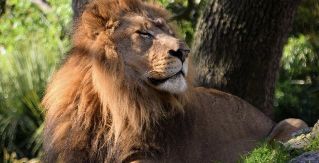 jacksonville-zoo-and-gardens-001