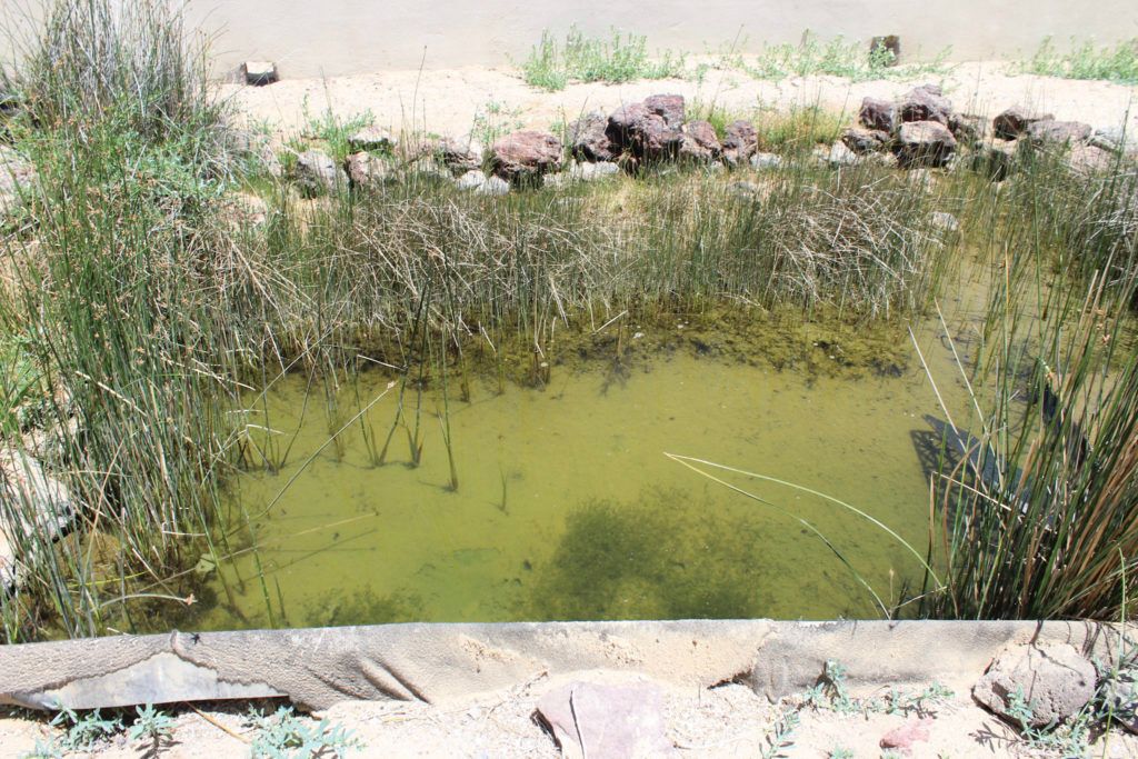 cedo-intercultural-center-for-the-study-of-deserts-and-oceans-024