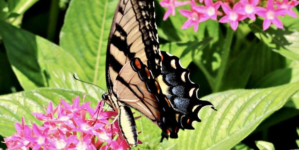 purdy-butterfly-house-002