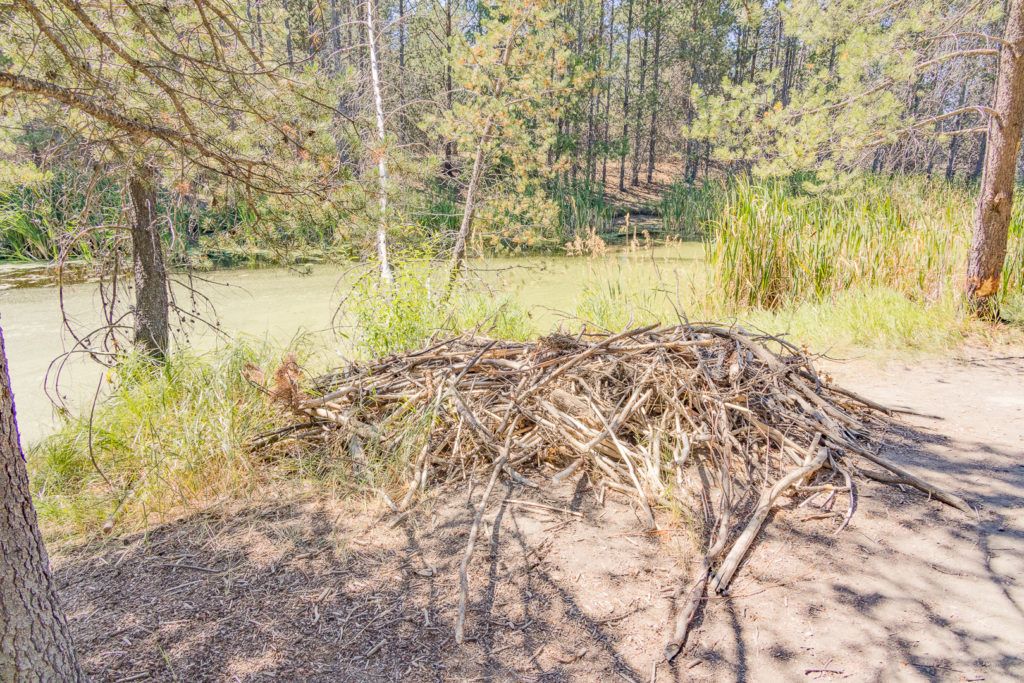 sunriver-nature-center-and-oregon-observatory-035