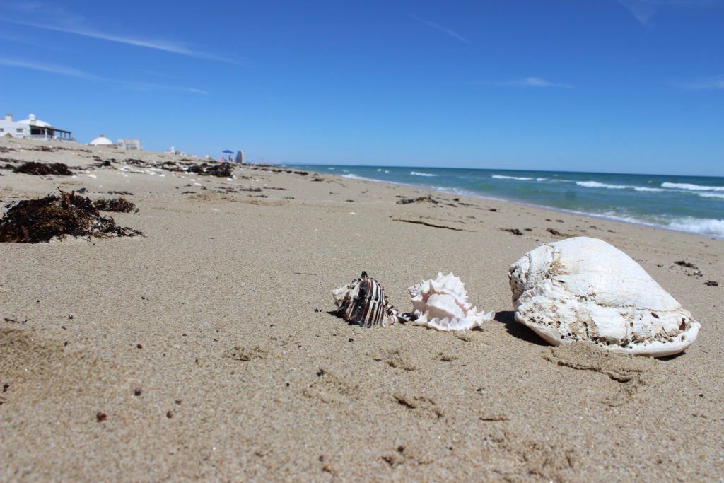la-jolla-beach-playa-la-jolla-017