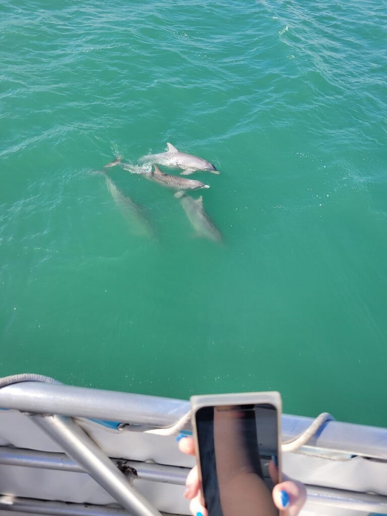 the-original-dolphin-watch-002