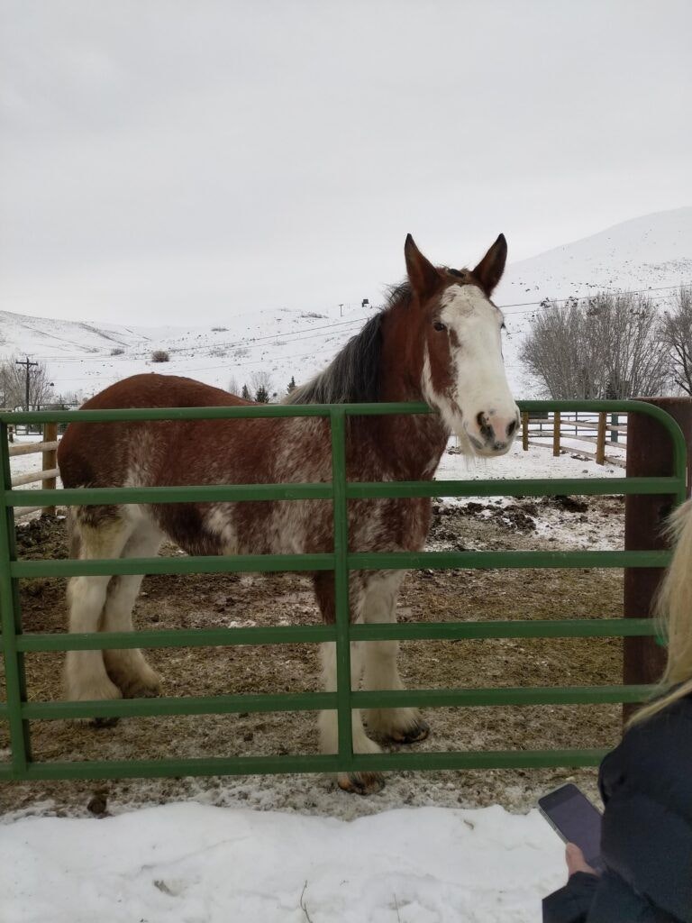 sun-valley-stables-004