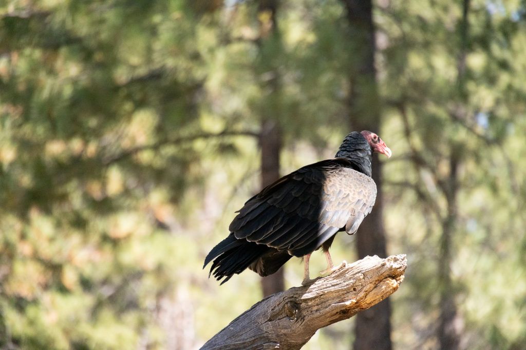 high-desert-museum-002