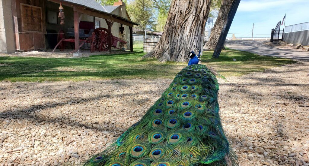 cleo-s-ferry-museum-and-nature-trail-004