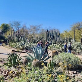 Desert Botanical Garden