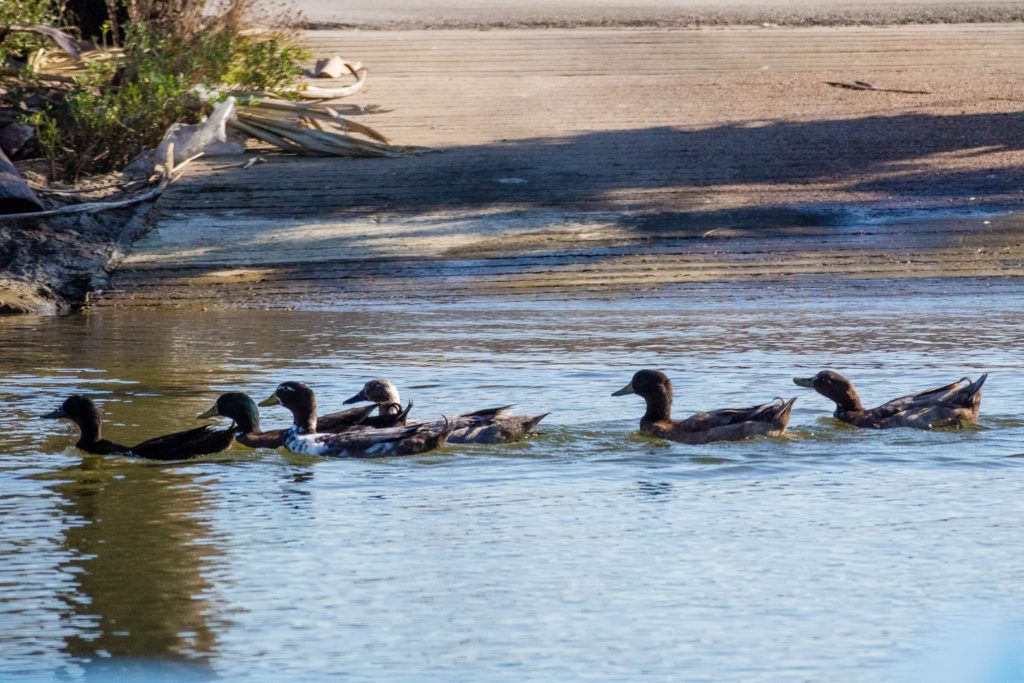 galveston-duck-tours-002