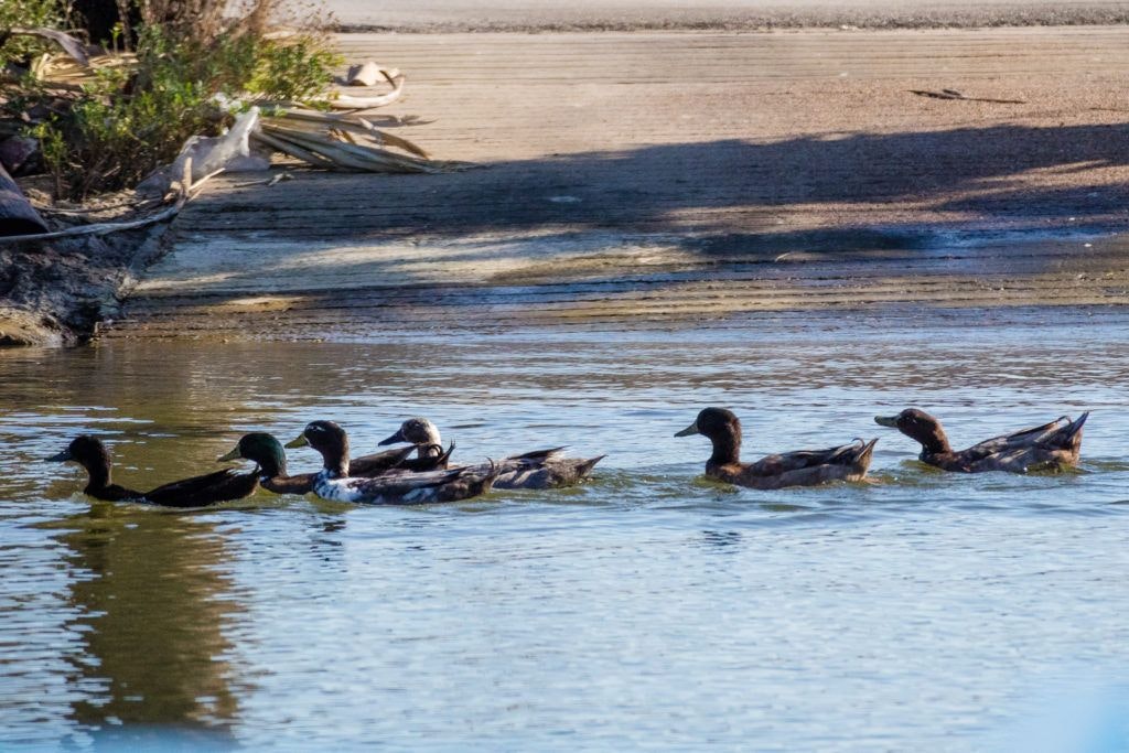 galveston-duck-tours-002