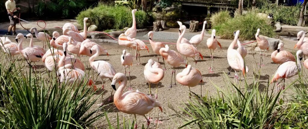 santa-barbara-zoo-004