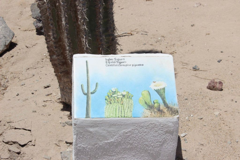 cedo-intercultural-center-for-the-study-of-deserts-and-oceans-027