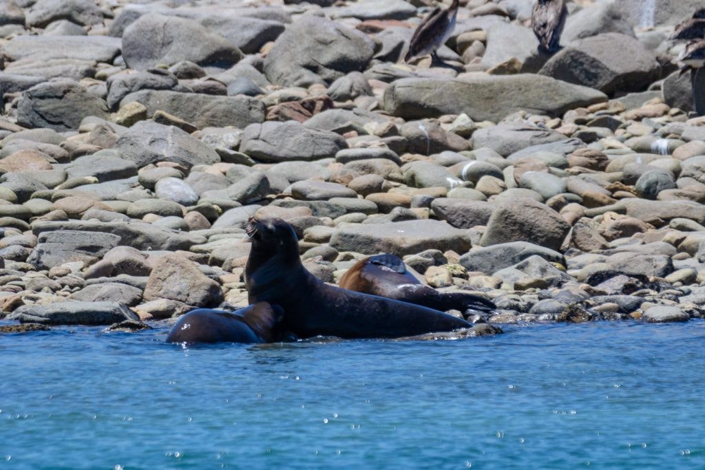 bird-island-isla-san-jorge-025