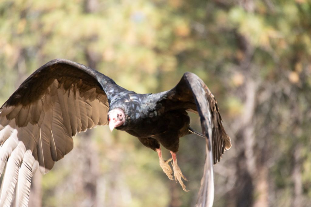 high-desert-museum-003