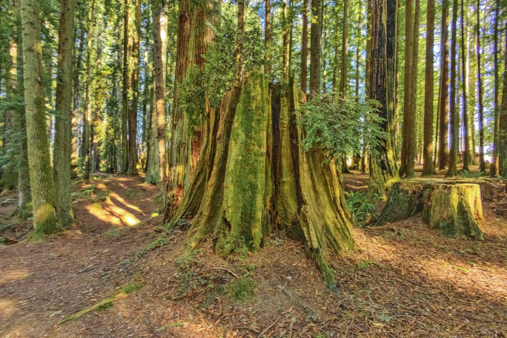 sequoia-park-garden-013