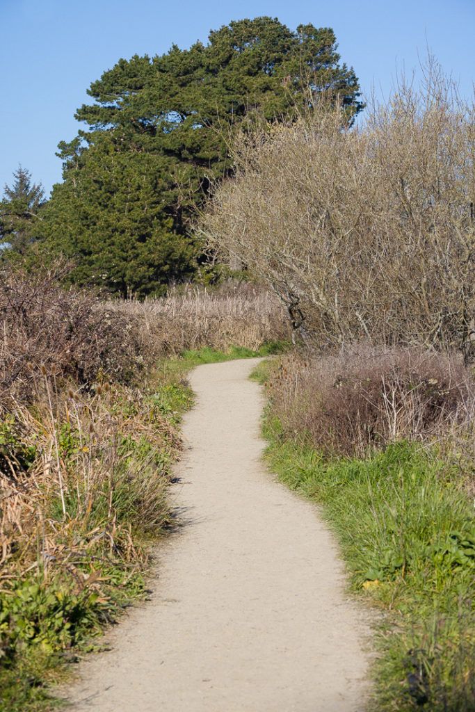 arcata-marsh-and-wildlife-sanctuary-003