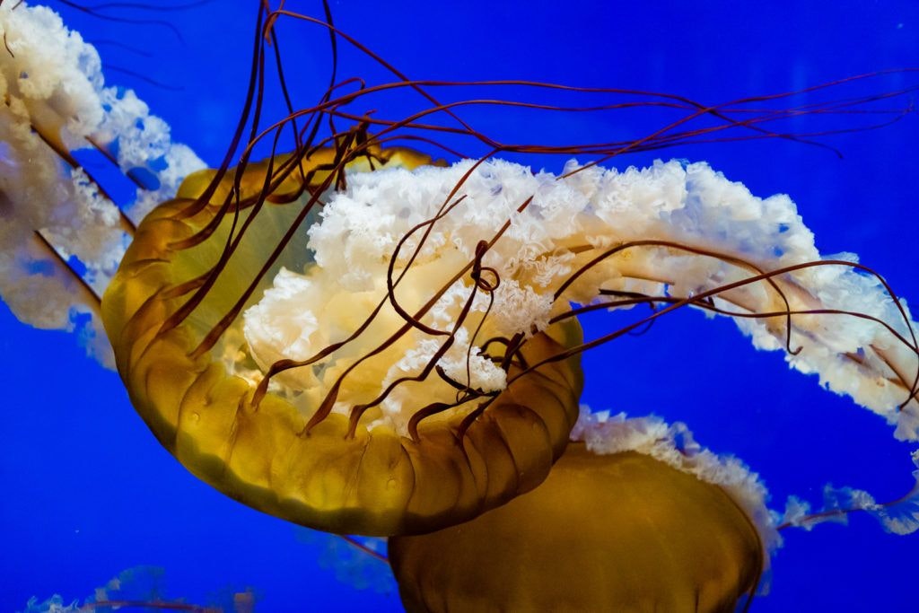 moody-gardens-pyramids-023