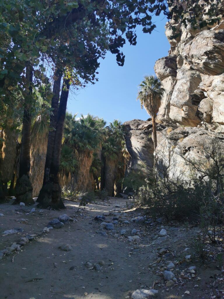 Andreas Canyon Trailhead