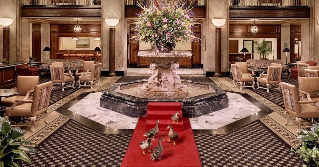 The Peabody Ducks
