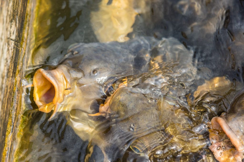 bridgewater-marina-and-pier-022