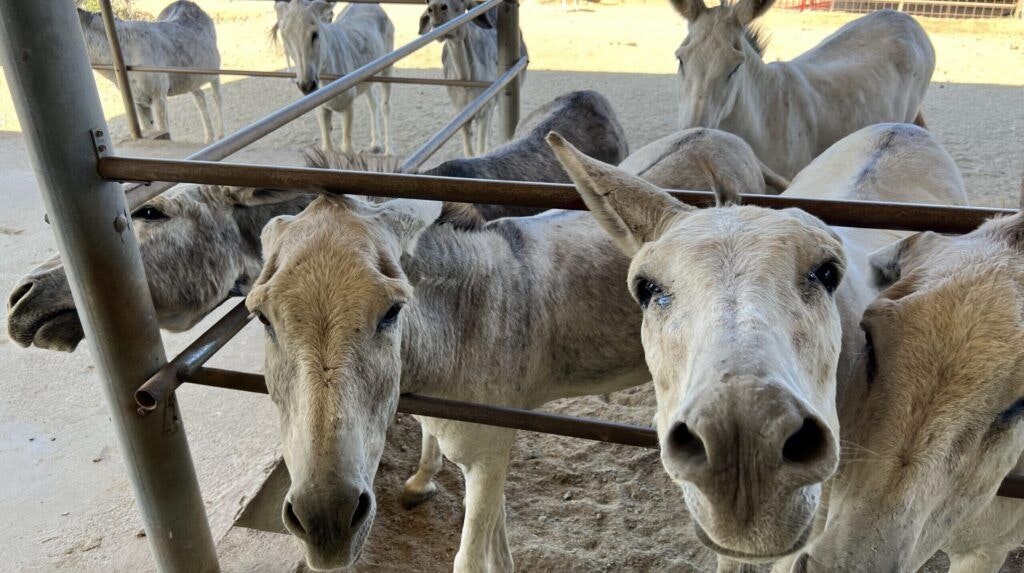donkey-sanctuary-aruba-002