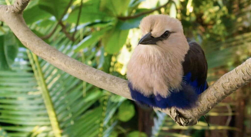 rainforest-pyramid-002