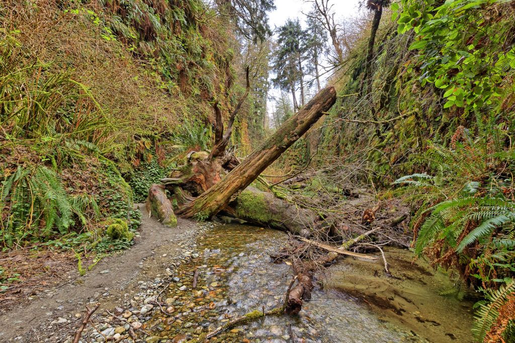 fern-canyon-inside-prairie-creek-redwoods-state-park-014