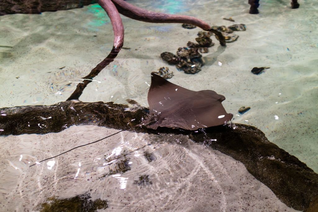 moody-gardens-pyramids-027