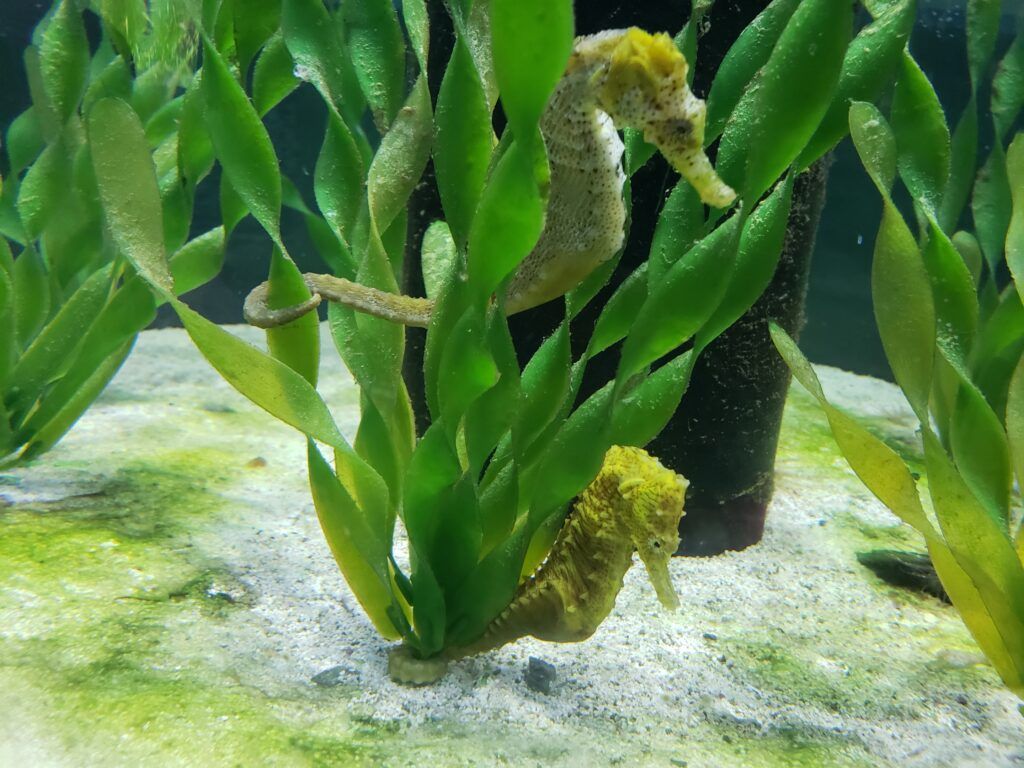 st-lucie-county-aquarium-004