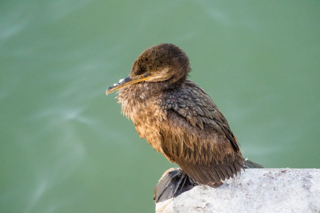 east-end-lagoon-nature-preserve-galveston-014
