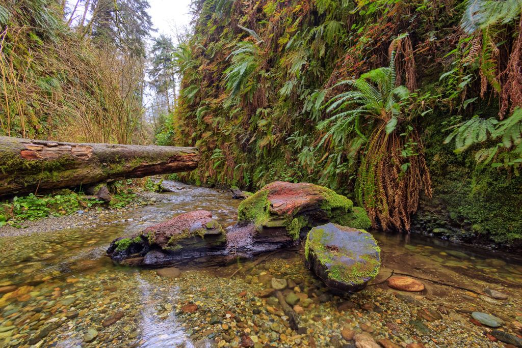 fern-canyon-inside-prairie-creek-redwoods-state-park-012