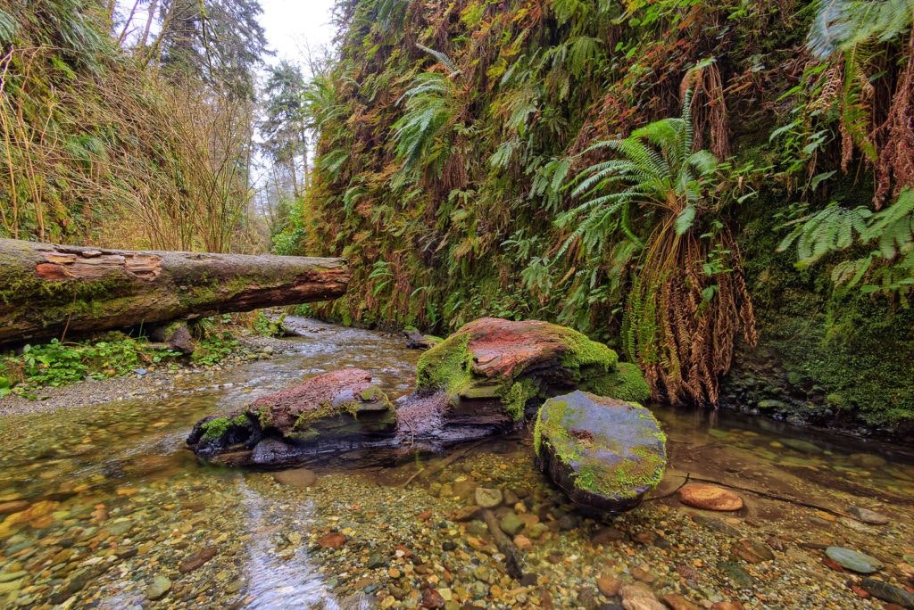 fern-canyon-inside-prairie-creek-redwoods-state-park-012