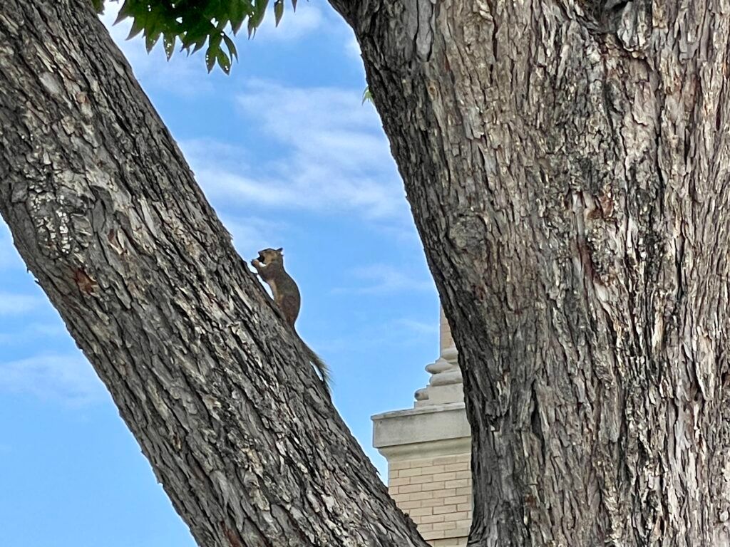 williamson-county-courthouse-009