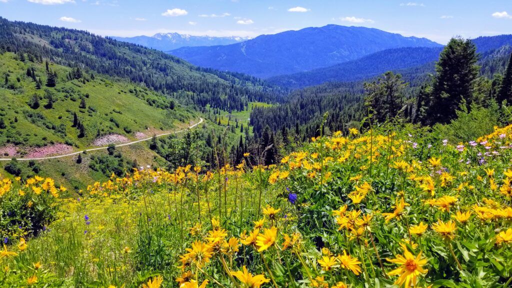 caribou-targhee-national-forest-002