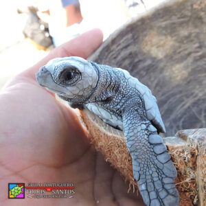 Grupo Tortuguero de Todos Santos - Turtle Release