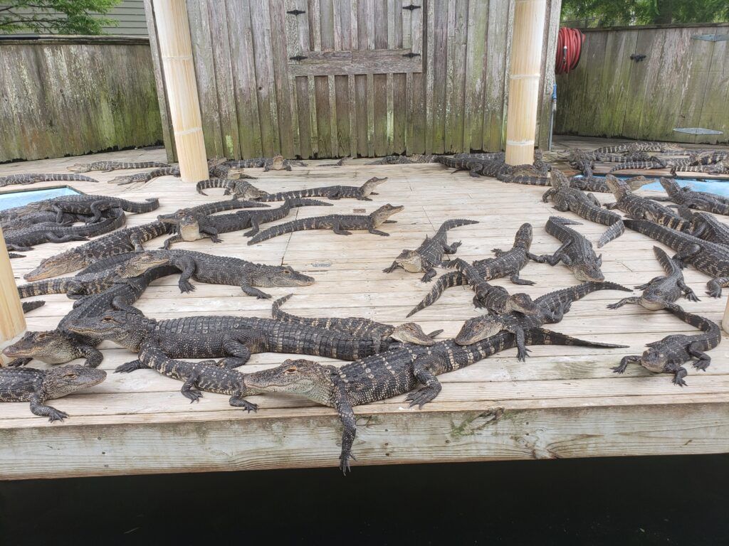 alligator-adventure-002