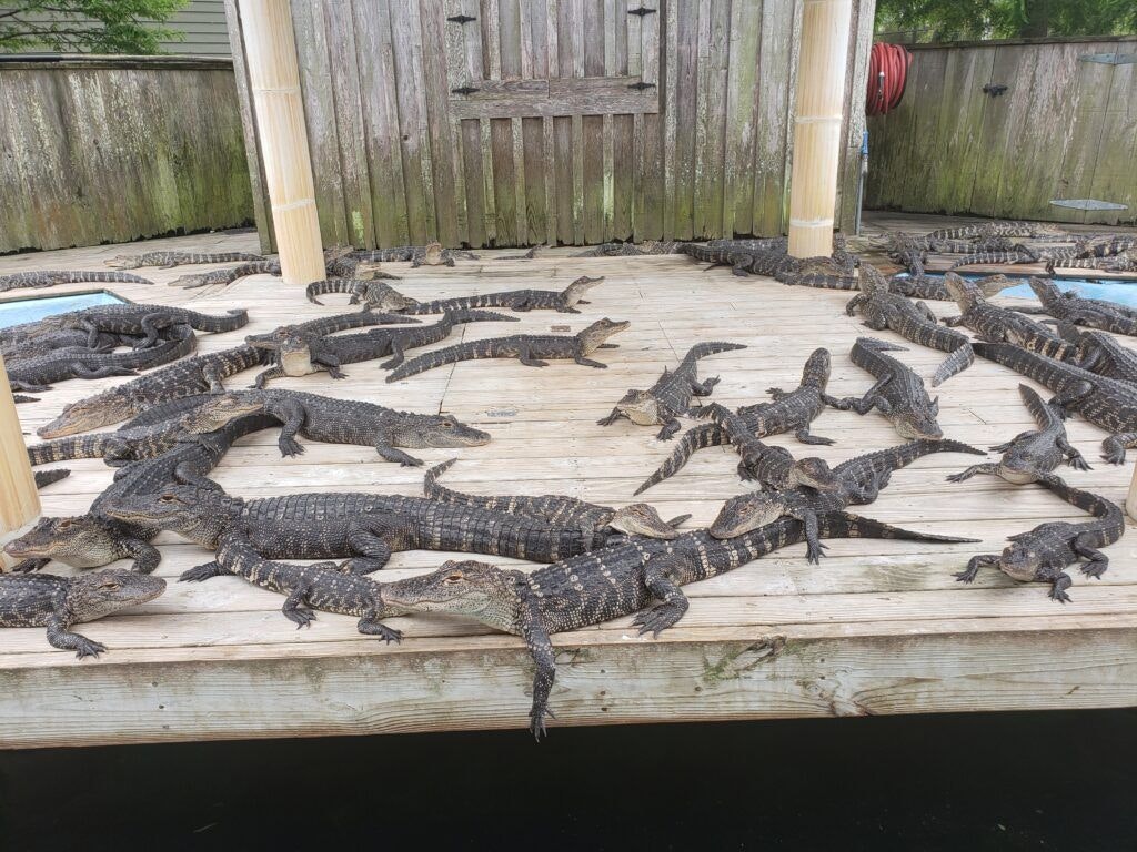 alligator-adventure-002