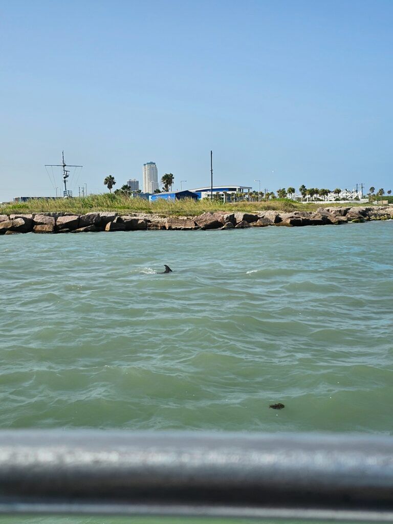 the-original-dolphin-watch-003