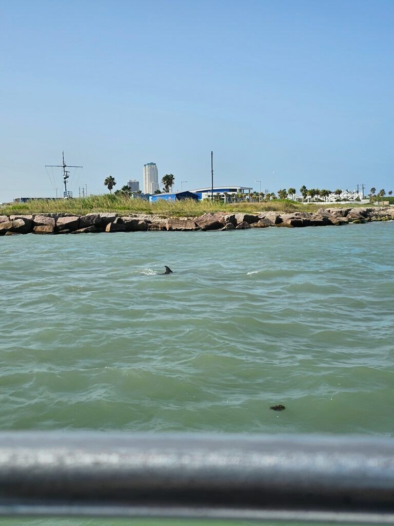 the-original-dolphin-watch-003