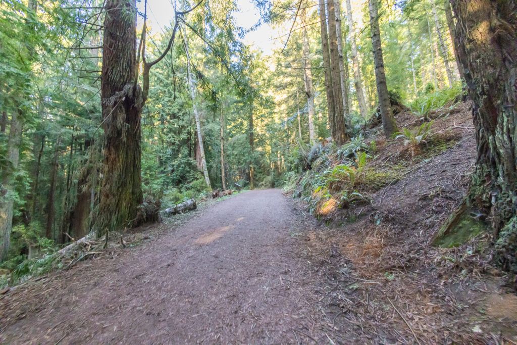 arcata-community-forest-005