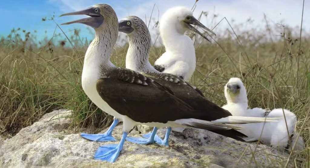 marietas-islands-003