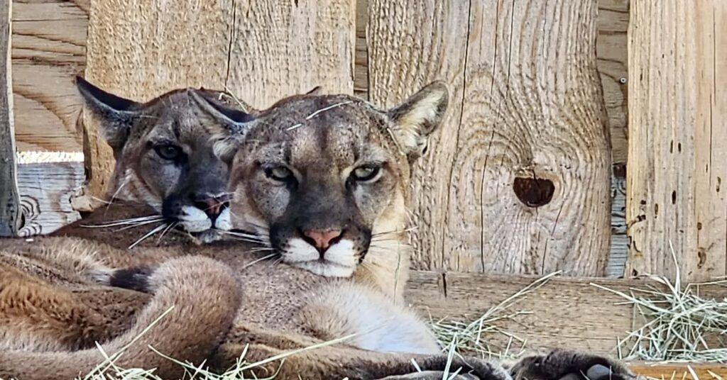 big-bear-alpine-zoo-004