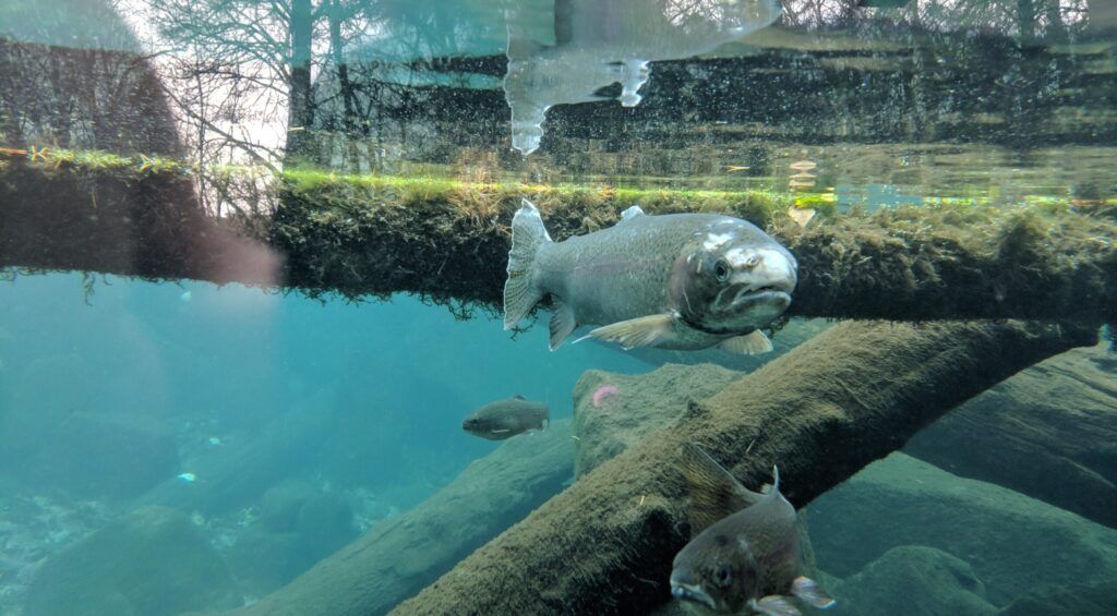 mk-nature-center-idaho-fish-and-game-002