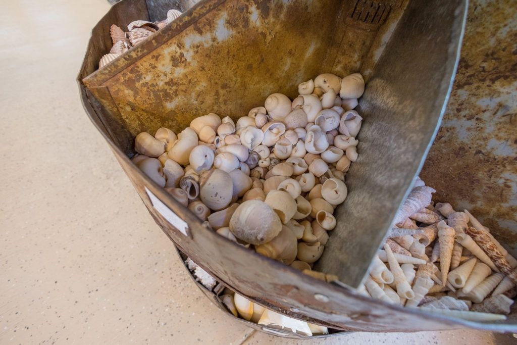 the-seashell-museum-and-sea-debris-shop-005