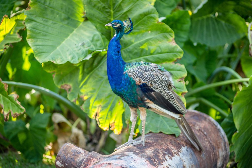 fountain-of-youth-archaeological-park-018