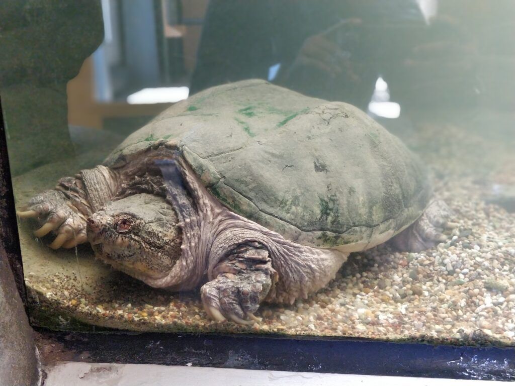 great-lakes-aquarium-003