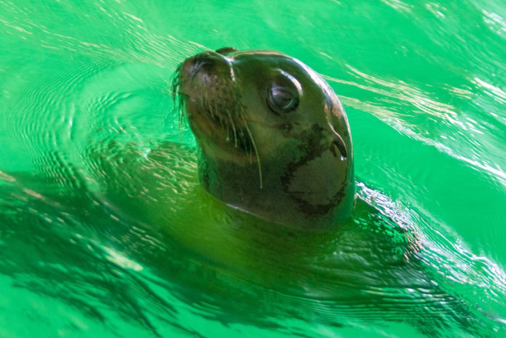 bird-island-isla-san-jorge-022