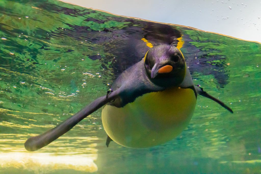 moody-gardens-pyramids-002