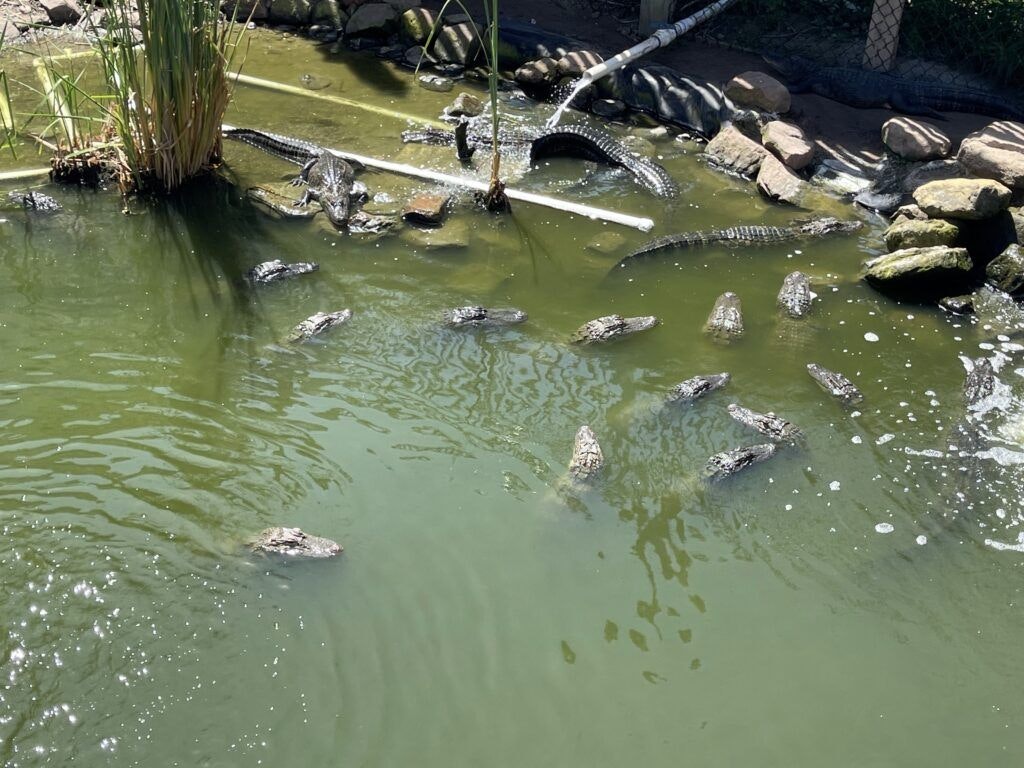 south-padre-island-birding-and-nature-center-004