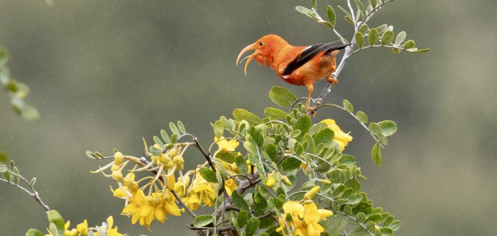 hakalau-forest-national-wildlife-refuge-002