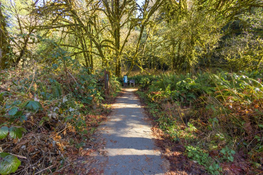 big-tree-wayside-008