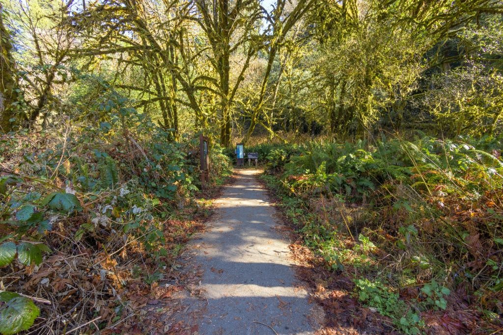 big-tree-wayside-008